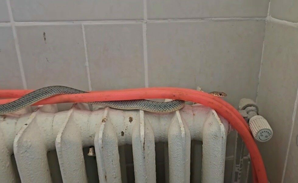 Restoran tuvaletinde yılan paniği