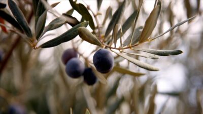 Zeytinlik teklifi TBMM’den geçti