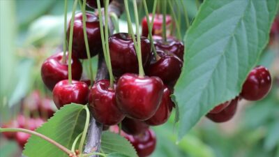 Meyve fiyatlarında rekor