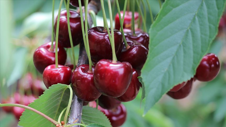 Meyve fiyatlarında rekor