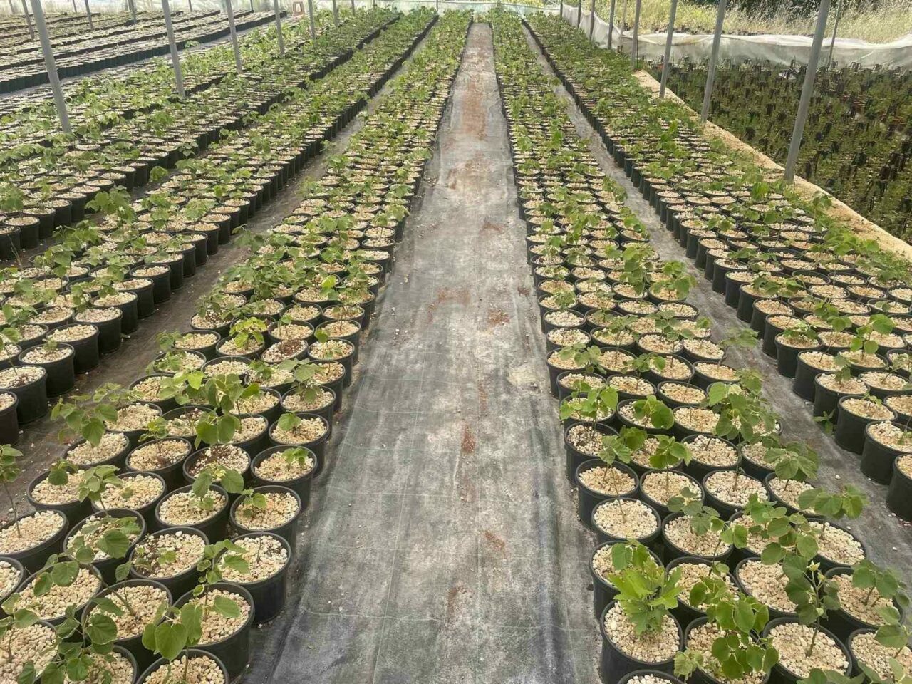 Türkiye’de yapılmayan Bursa’da deneniyor! Hedef dünyaya açılmak…