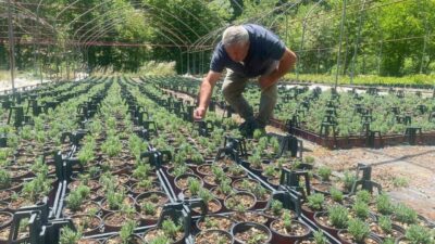 Uludağ etekleri lavanta kokacak