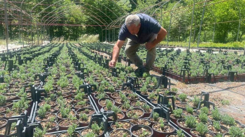 Uludağ etekleri lavanta kokacak Bursa’nın Keles ilçesindeki Pınarcık Süs Bitkileri Tarımsal Kalkınma Kooperatifi, Uludağ