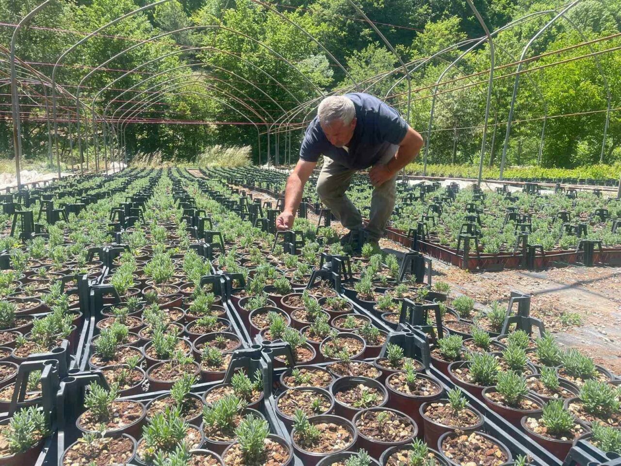 Uludağ etekleri lavanta kokacak Uludağ etekleri lavanta kokacak