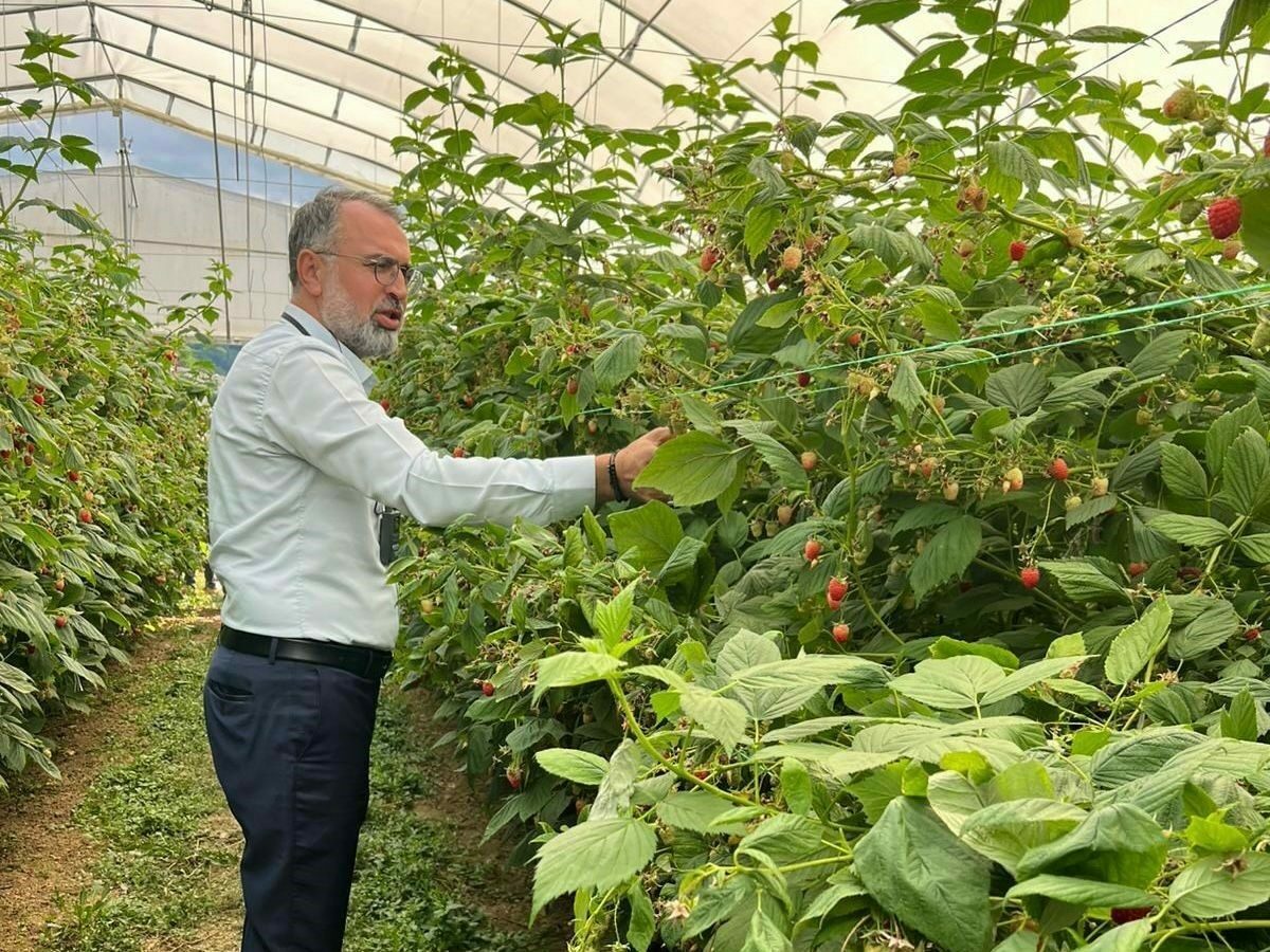 Uludağ’dan Sırbistan’a! Ahududu üretiminde uluslararası işbirliği Uludağ’dan Sırbistan’a! Ahududu üretiminde uluslararası işbirliği