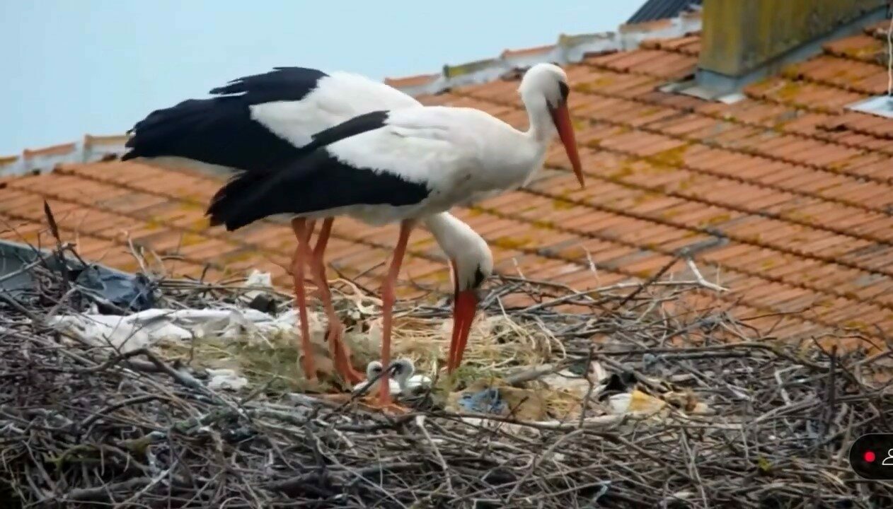 Yaren Leylek’ten güzel haber! Yaren Leylek’ten güzel haber!