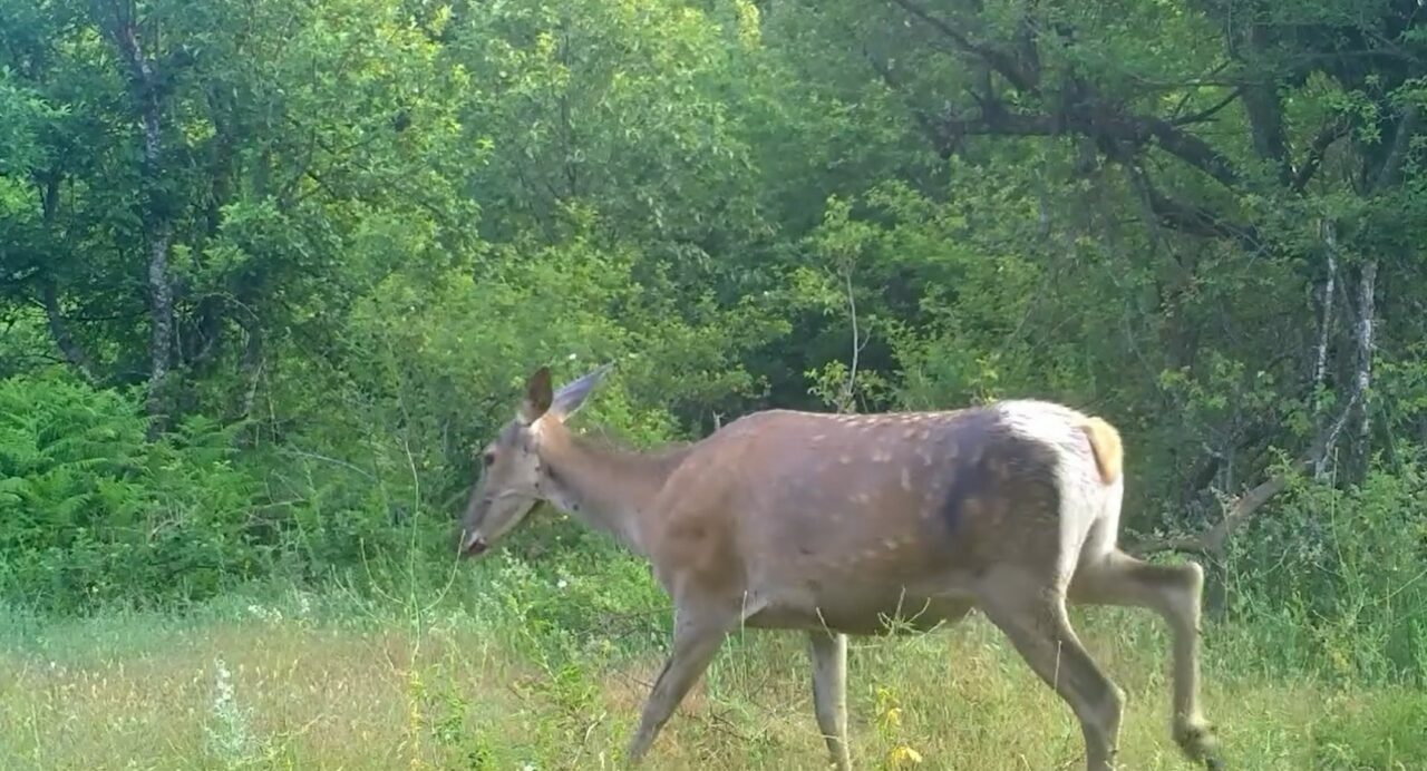 Yer: Bursa… Erkekten sonra dişi de görüntülendi