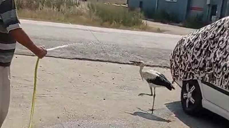 Yer: Bursa… Sıcaktan bunalan leyleği böyle serinletti Yer: Bursa… Sıcaktan bunalan leyleği böyle serinletti