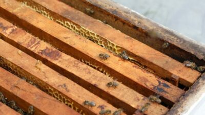 Bursa’da üretiliyor! Türkiye’nin en kalitelileri arasında