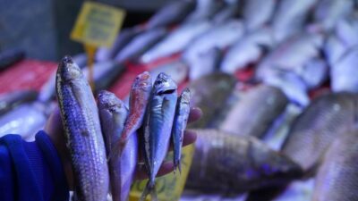 Balık sezonu açılıyor! Hamsi ve istavrit bollluğu…