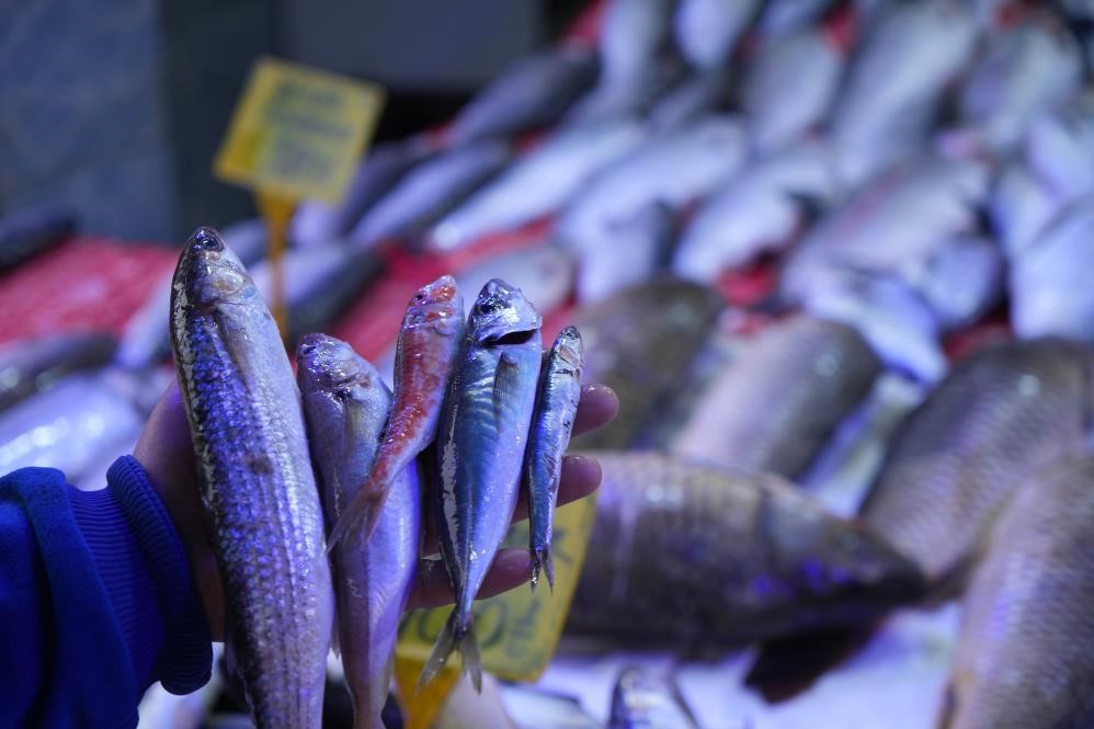 Balık sezonu açılıyor! Hamsi ve istavrit bollluğu…