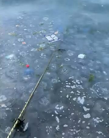 Bursa'nın Gemlik ilçesi sahilini saran mavi renkli denizanaları vatandaşları tedirgin
