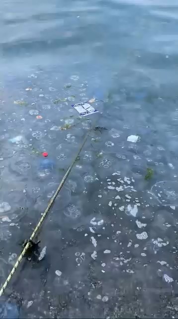 Bursa’da denize girerken dikkat edin! Tedirgin eden görüntü…