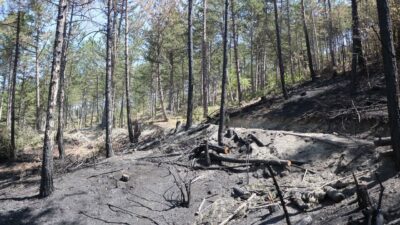 Bakan Yumaklı açıkladı! İşte orman yangınlarında son durum