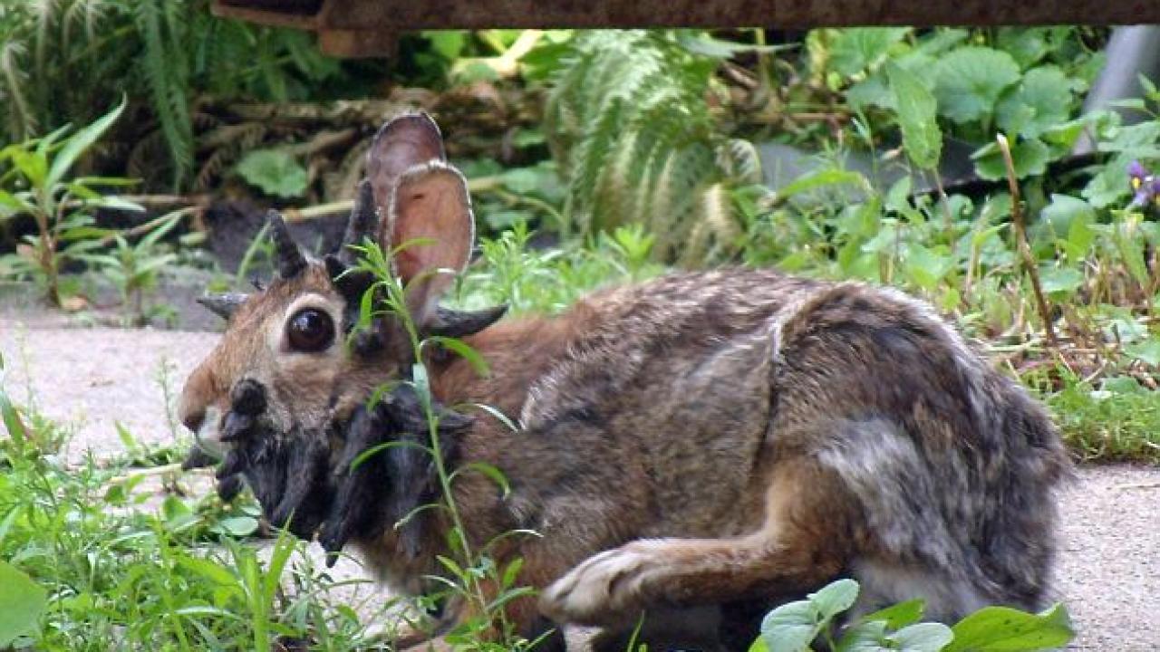 ABD’de ‘boynuzlu tavşan’ virüsü ABD’de ‘boynuzlu tavşan’ virüsü