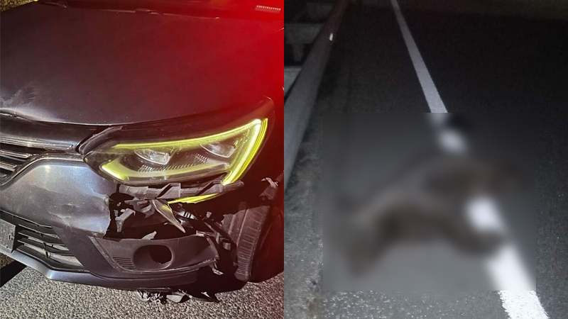 Bursa’da otomobilin çarptığı yavru ayı telef oldu Bursa’da otomobilin çarptığı yavru ayı telef oldu