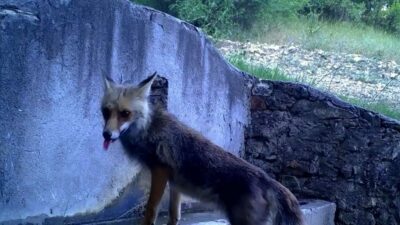 Bursa Uludağ’da görüntülendi! Fotokapana yakalandı