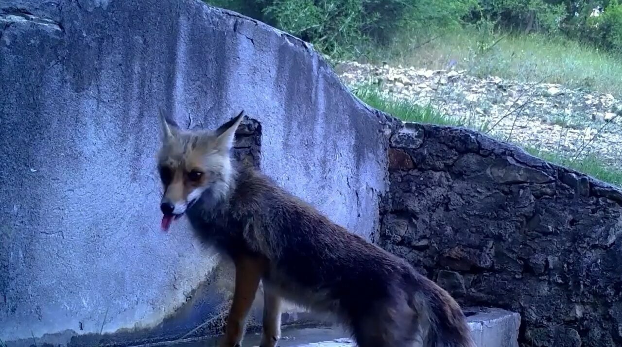 Bursa Uludağ’da görüntülendi! Fotokapana yakalandı Bursa Uludağ’da görüntülendi! Fotokapana yakalandı