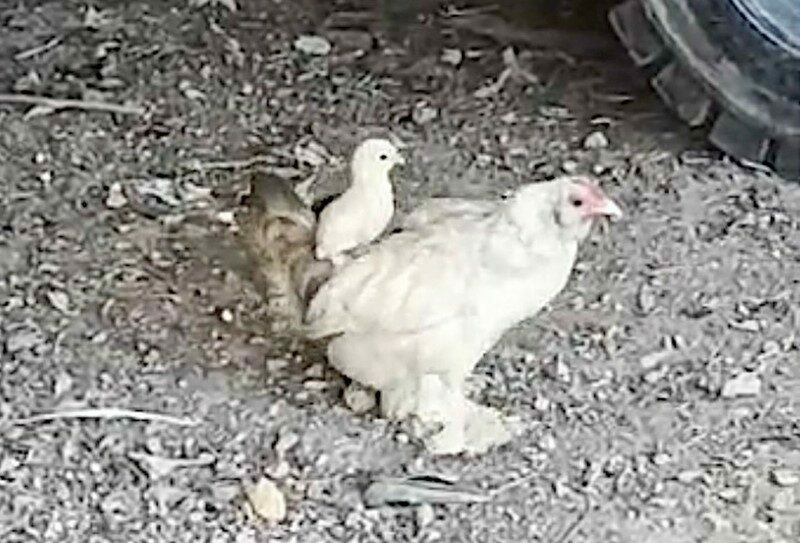 Bursa’da anne sırtında keyifli gezinti: Görenleri mest etti… Bursa’da anne sırtında keyifli gezinti: Görenleri mest etti…