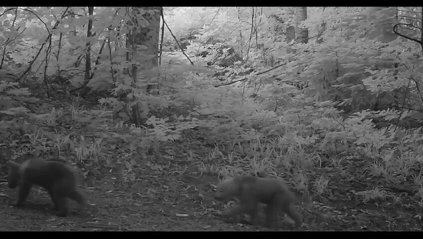 Bursa’da boz ayı yavruları fotokapana takıldı Bursa’da boz ayı yavruları fotokapana takıldı