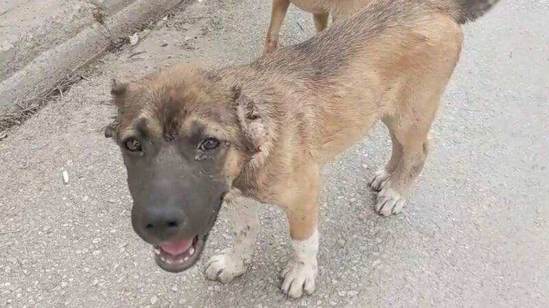 Bursa'nın Gemlik ilçesinde, köpeğin kulaklarını kestiği ve işkence ettiği iddia