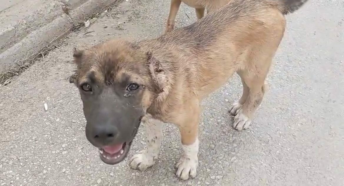 Bursa’da köpeğin kulağını kesip, işkence yapan şüpheli tutuklandı