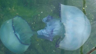 Bursa’da müsilajdan sonra yeni kabus!