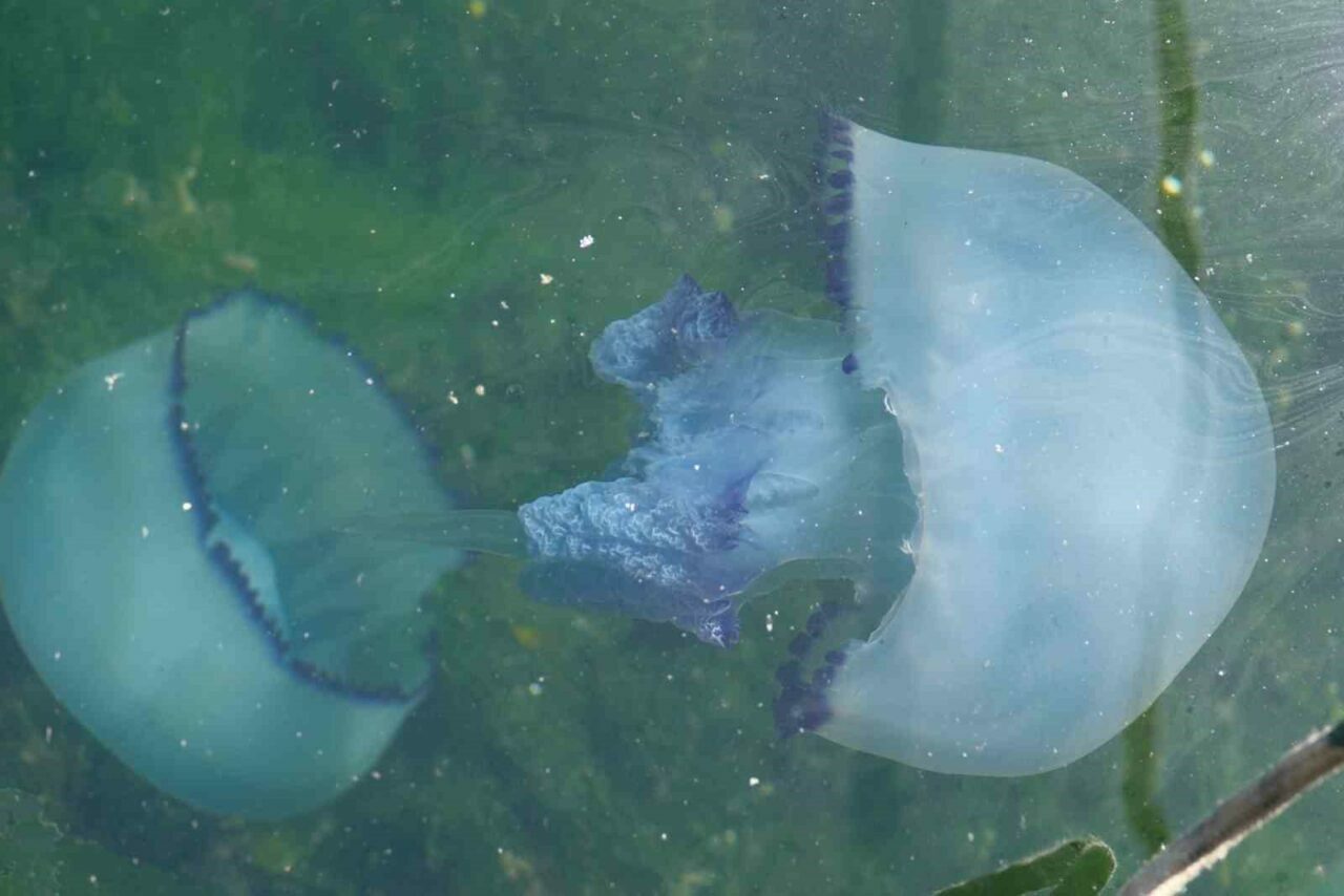 Bursa’da müsilajdan sonra yeni kabus!