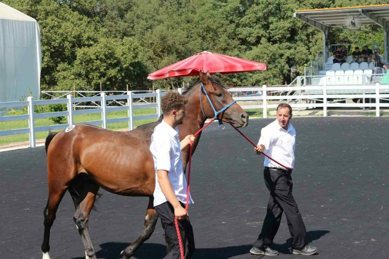 Bursa’da TİGEM’in en yüksek bedelli tayı e-satışla satıldı Bursa’da TİGEM’in en yüksek bedelli tayı e-satışla satıldı