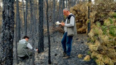 Bursa’da yanan ağaçları tek tek saydılar…