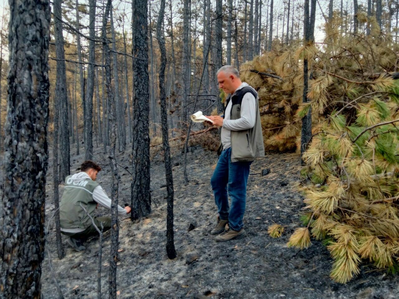 Bursa’da yanan ağaçları tek tek saydılar…