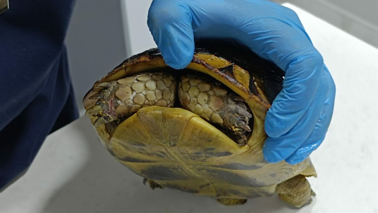 Bursa’da yangında kurtarılan kaplumbağadan üzen görüntüler Bursa’da yangında kurtarılan kaplumbağadan üzen görüntüler