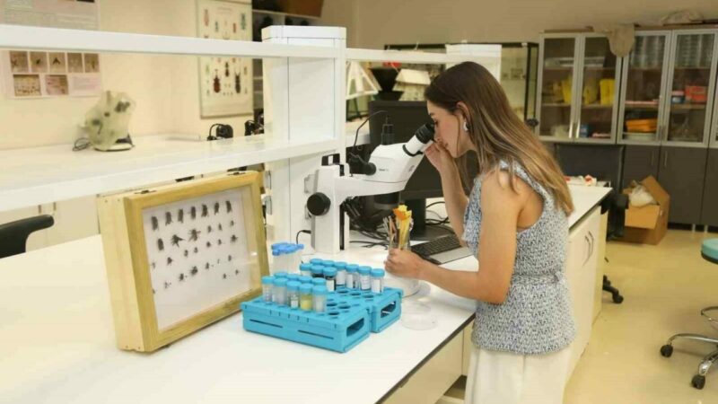 Bursa Teknik Üniversitesi akademisyenleri, Karacabey ormanlarındaki Chalcidoidea üst familyasına ait