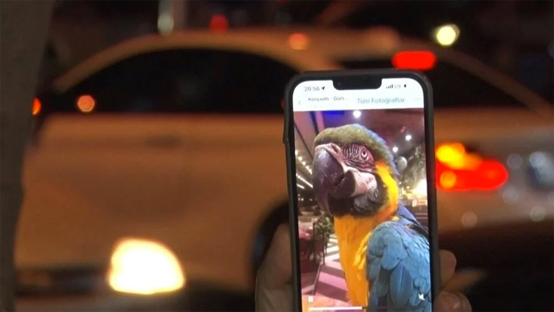 Turgut Özal’ın papağanı Cabbar yine çalındı Turgut Özal’ın papağanı Cabbar yine çalındı