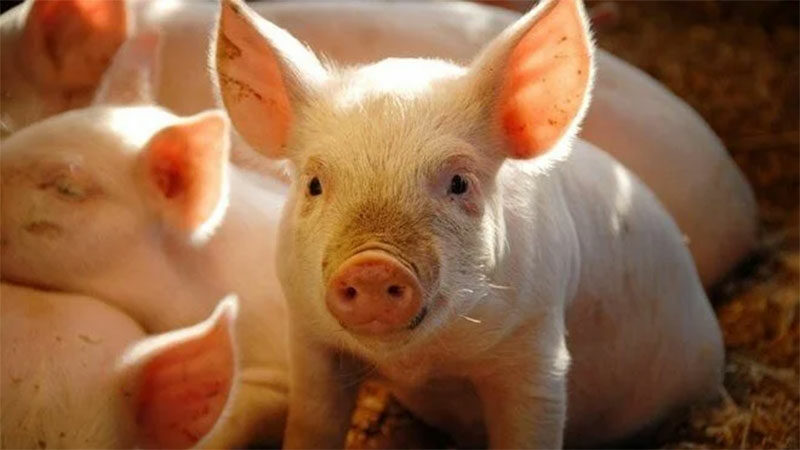 Çinli bilim insanları, dünyada ilk kez domuzdan insana akciğer naklini