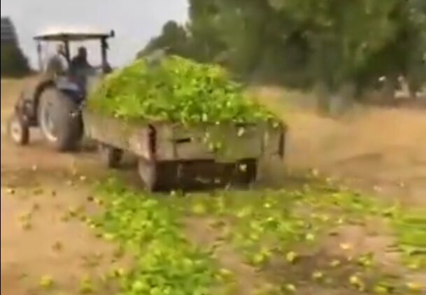 Bursa’daki bu görüntülere Bakanlık’tan inceleme