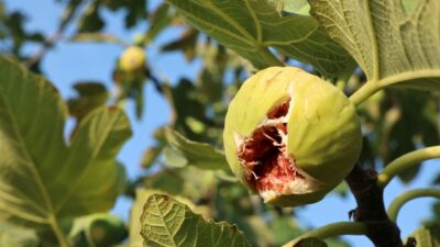 Bursa’nın tescilli ürününde hasat başladı