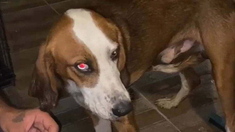 Bursa’da yangından kurtarılan ’Bıdık’ ailesine kavuştu