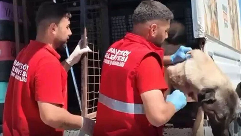 Sahipsiz hayvanlar toplanmaya başlandı