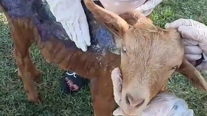 Çanakkale’de yanan keçi Bursa’da tedavi altına alındı Çanakkale’de yanan keçi Bursa’da tedavi altına alındı