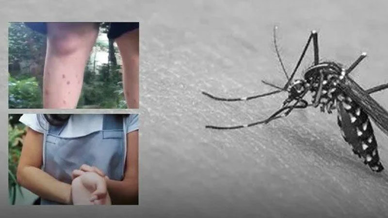 Sivrisinekle bulaşan virüse dikkat! Her 10 kişiden biri ölüyor Avrupa'da sivrisinek kaynaklı hastalıklar bu yıl rekor seviyeye ulaştı. Uzmanlar
