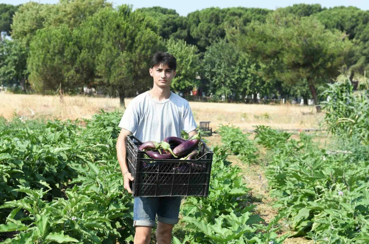 Gazi Tarım’da hasat zamanı Gazi Tarım’da hasat zamanı