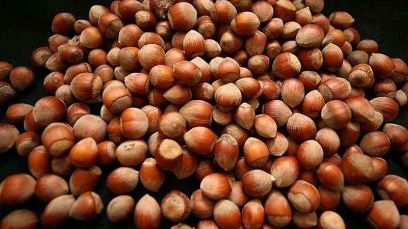 2025 fındık alım fiyatları belli oldu 2025 fındık alım fiyatları belli oldu