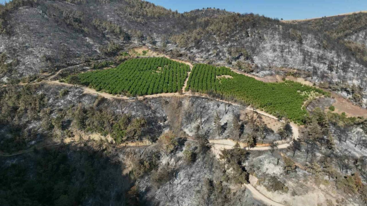 Bursa’da yanan orman arazilerine ne olacak? Bursa’da yanan orman arazilerine ne olacak?