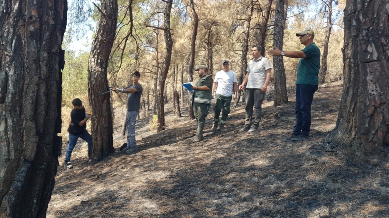 Bursa Orman Bölge Müdürlüğü’nden yanan bölgeler için çalışma Bursa Orman Bölge Müdürlüğü’nden yanan bölgeler için çalışma