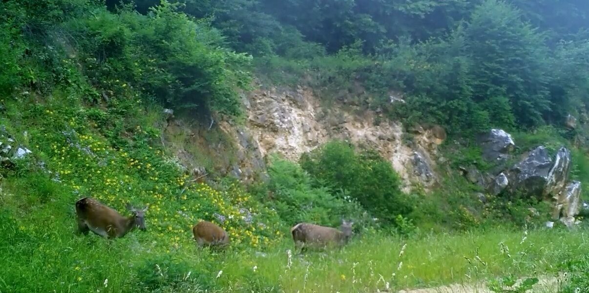 İşte Bursa’daki dişi kızılgeyikler İşte Bursa’daki dişi kızılgeyikler