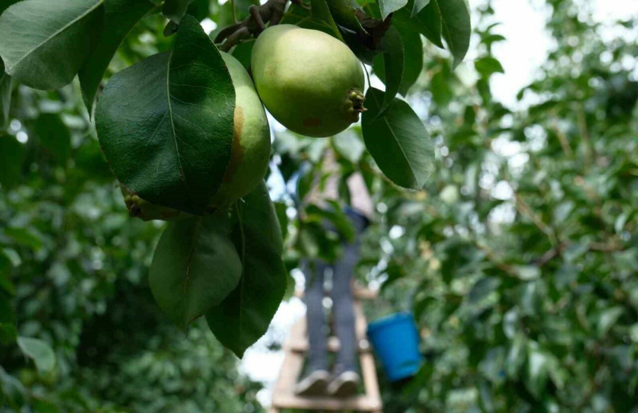 Avrupa armudu Bursa’dan yiyor! İtalyanları geride bıraktılar