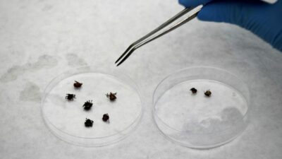 Kene risk haritası çıkarılıyor