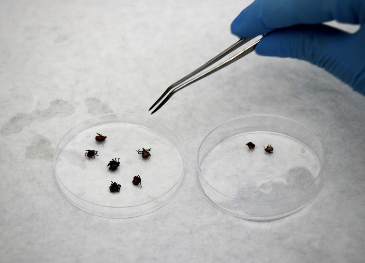 Kene risk haritası çıkarılıyor