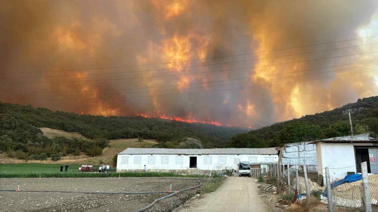 Bursa Yenişehir’de orman yangını! Alevler tavuk çiftliklerine doğru ilerliyor